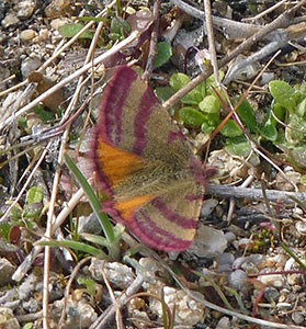 Central Spain - wildlife pictures and notes from March
